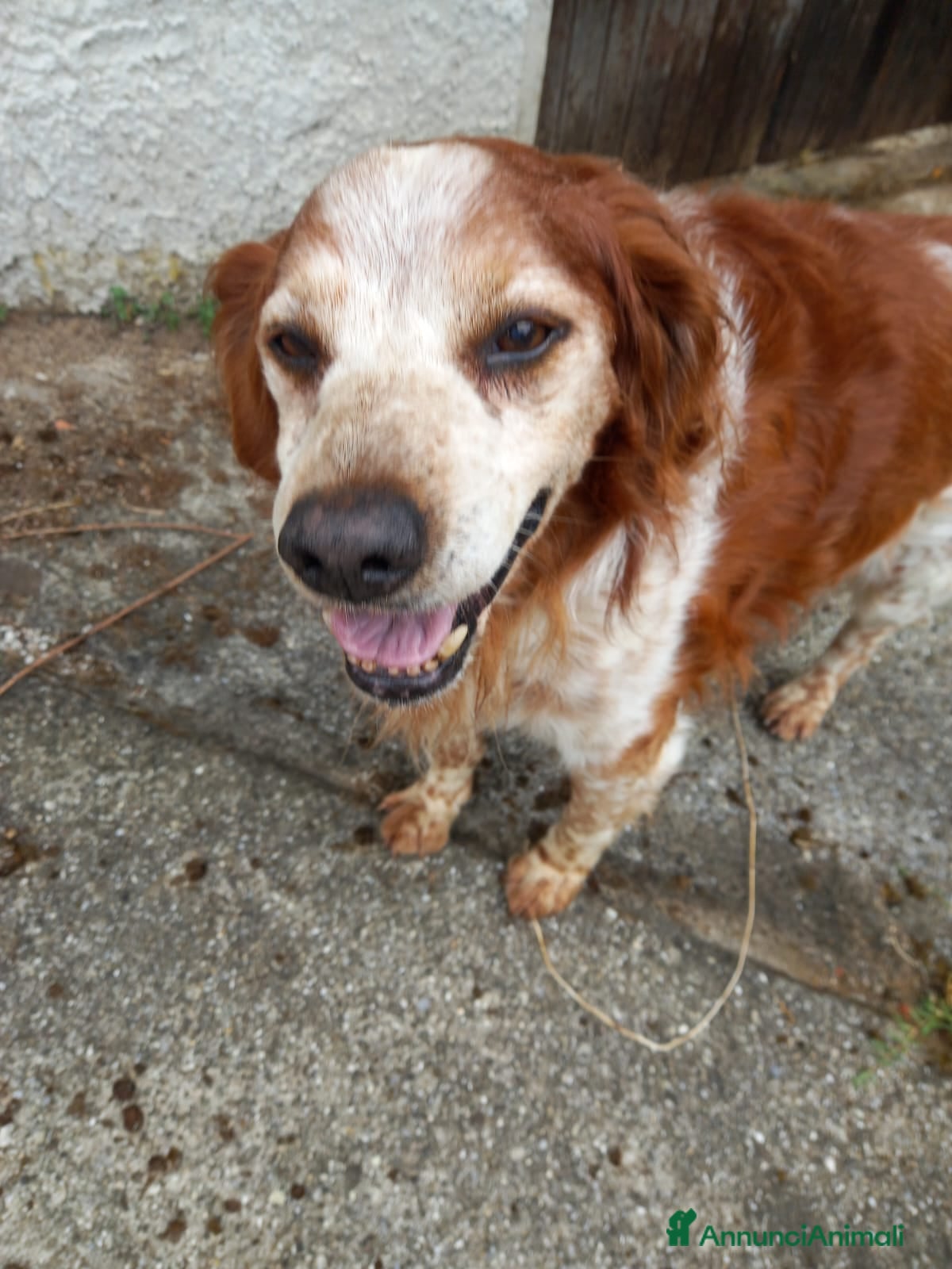 Breton cani in regalo: Breton 15anni senza riparo e non in salute!! LUCCA - Annuncio 1