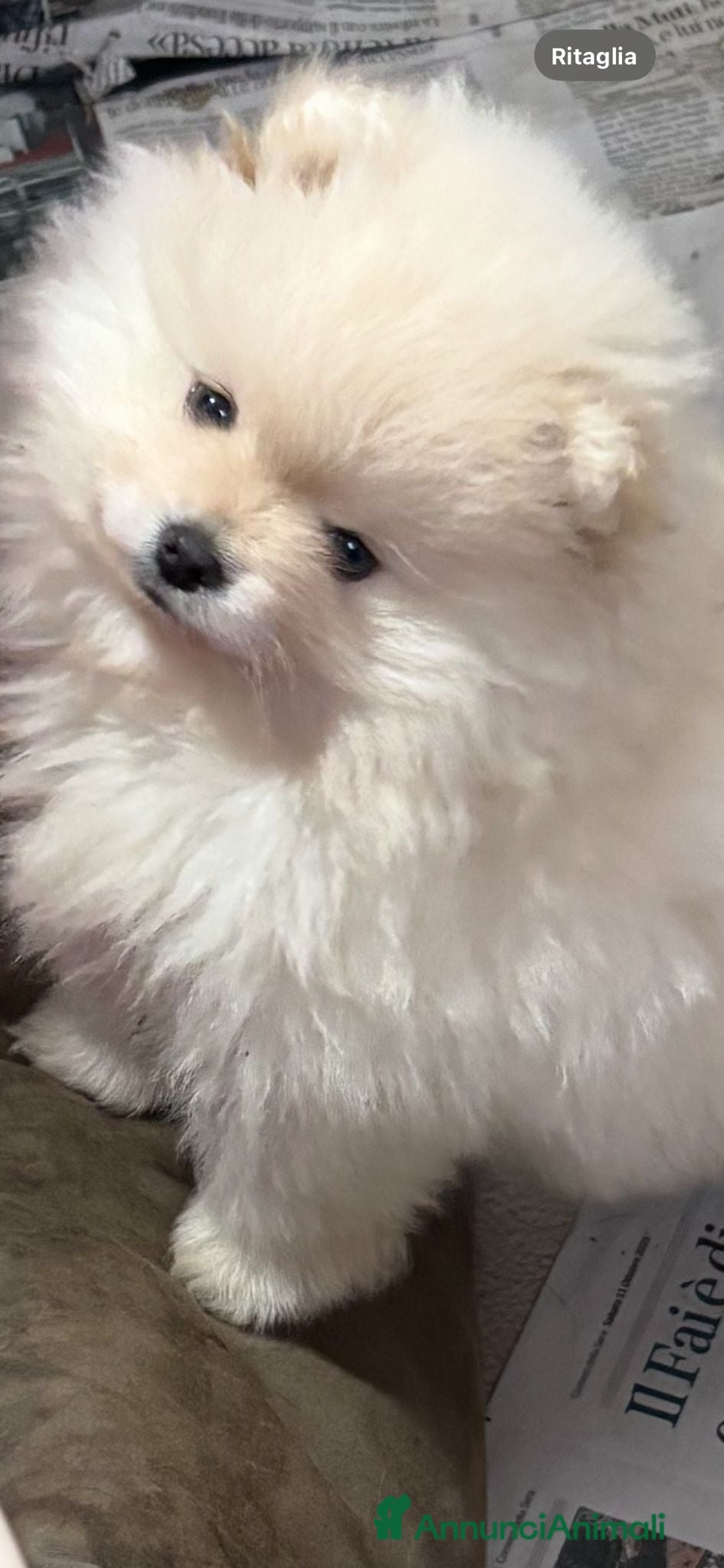 Volpino Pomerania cani Cucciole di volpino di Pomerania  - Annuncio 8