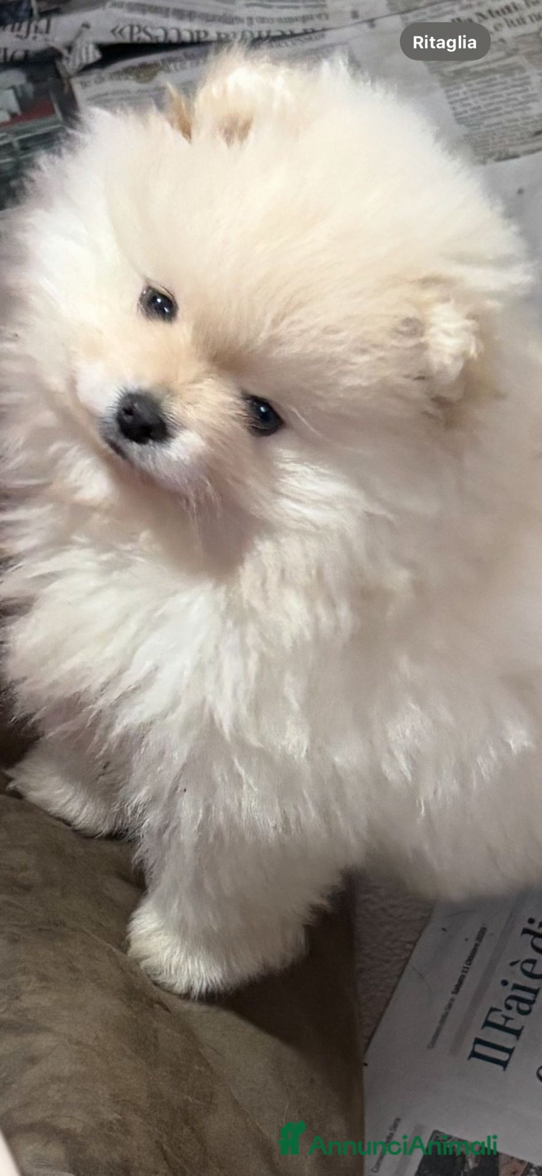 Volpino Pomerania cani in vendita: Cucciole di volpino di Pomerania  - Annuncio 1