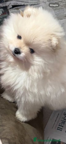 Volpino Pomerania cani Cucciole di volpino di Pomerania - Annuncio 2