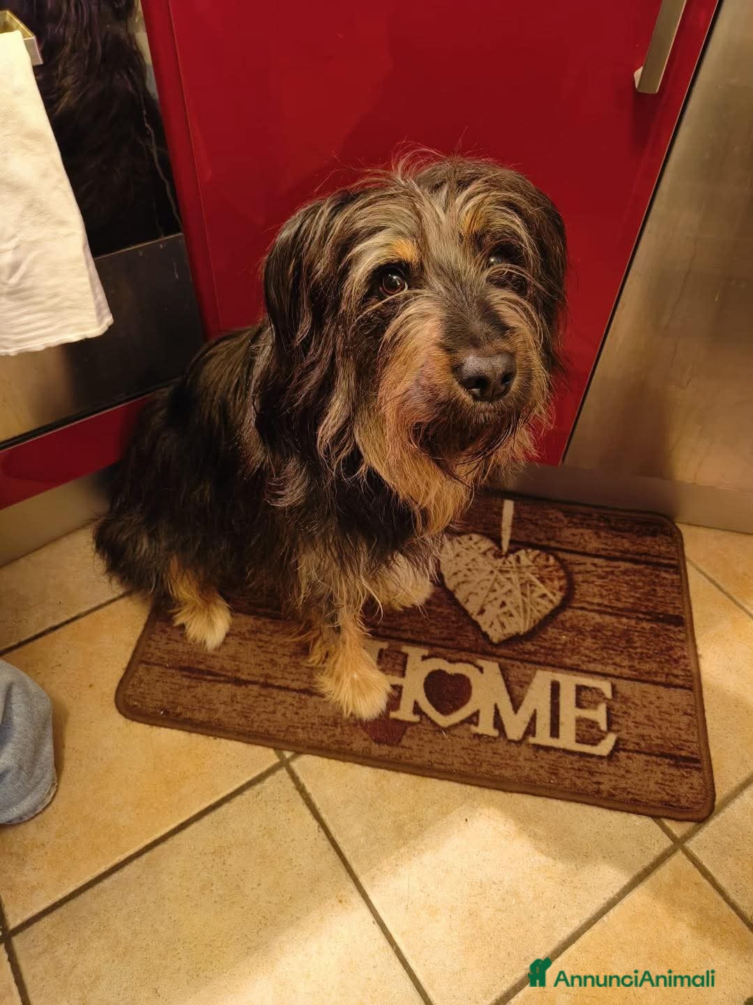 Meticcio cani in regalo: BLACK, affettuoso e vivace meticcio in adozione a Città metropolitana di Milano - Annuncio 4