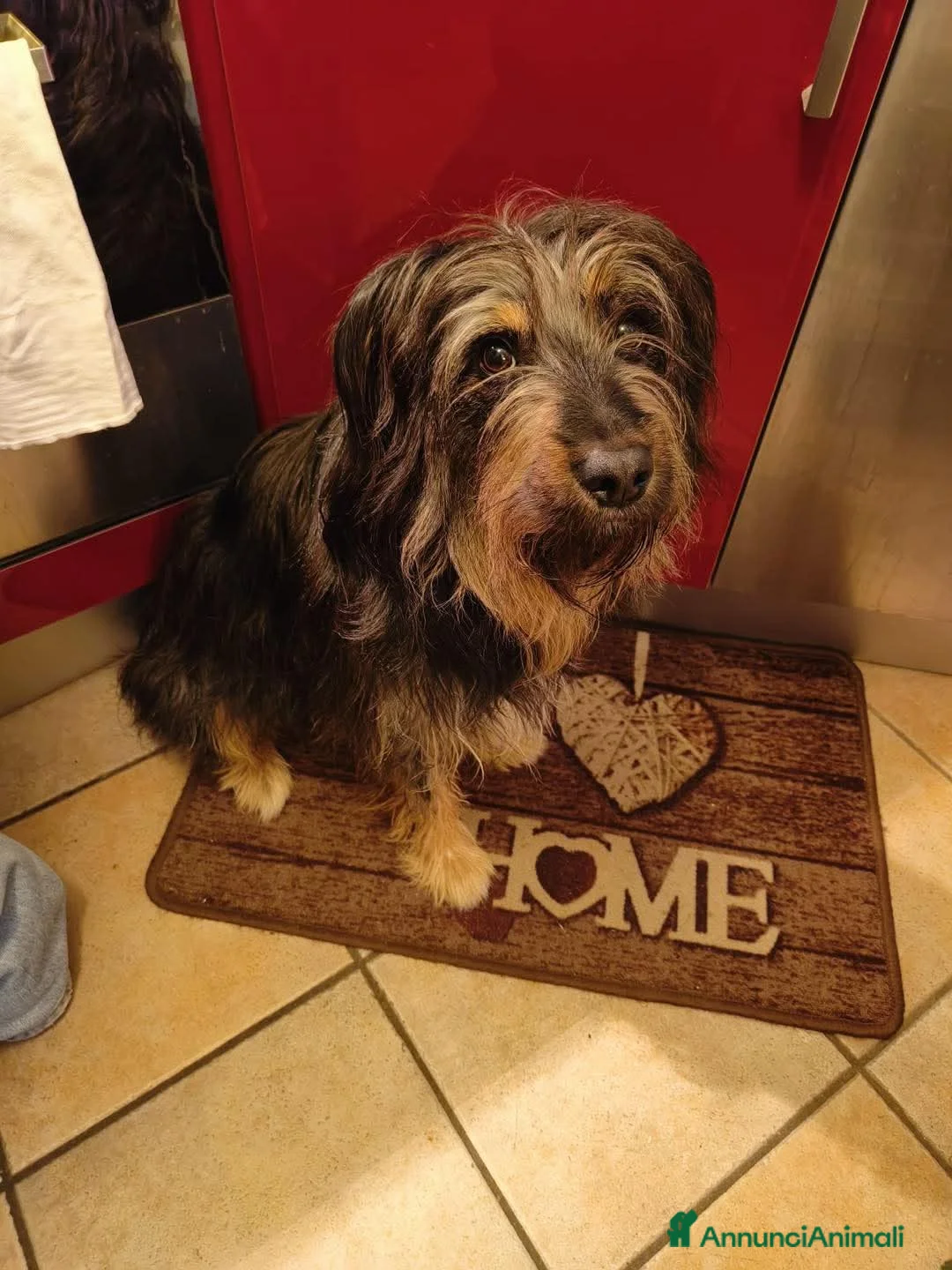 Meticcio cani in regalo: BLACK, affettuoso e vivace meticcio in adozione a Città metropolitana di Milano - Annuncio 4