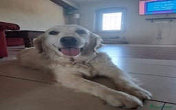 Golden Retriever cani in vendita: Cuccioli Golden Retriever  a Provincia di Cremona - Immagine 4