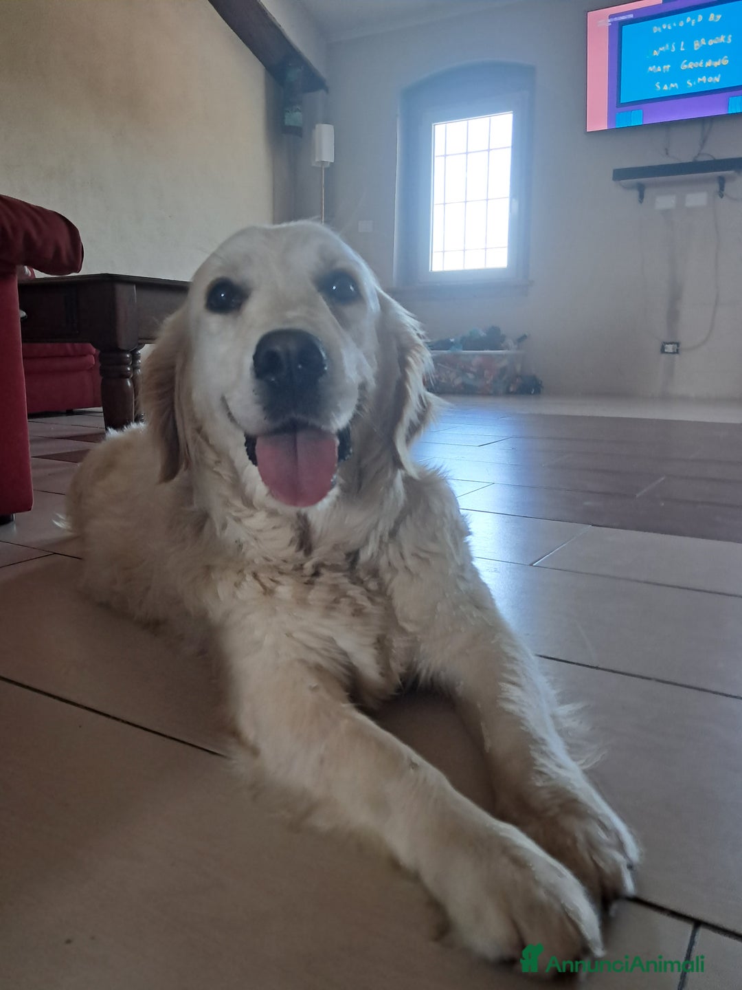 Golden Retriever cani in vendita: Cuccioli Golden Retriever  a Provincia di Cremona - Immagine 4