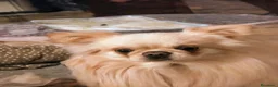 Chihuahua cani in vendita: Chihuahua con genealogia multi campioni ENCI  - Annuncio 15