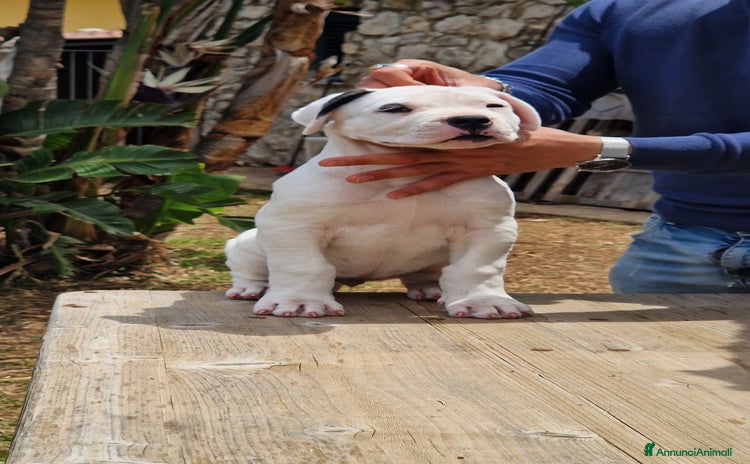 Dogo Argentino cani a Città metropolitana di Palermo - Annuncio 1