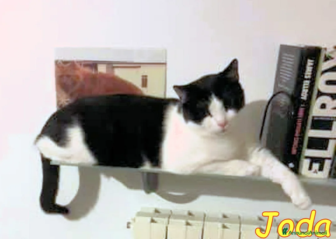 Europeo gatti in regalo: 𝐒𝐀𝐋𝐕𝐈𝐀𝐌𝐎 𝐉𝐎𝐃𝐀 𝐄 𝐃𝐔𝐅𝐅𝐘   a Città metropolitana di Milano - Annuncio 2