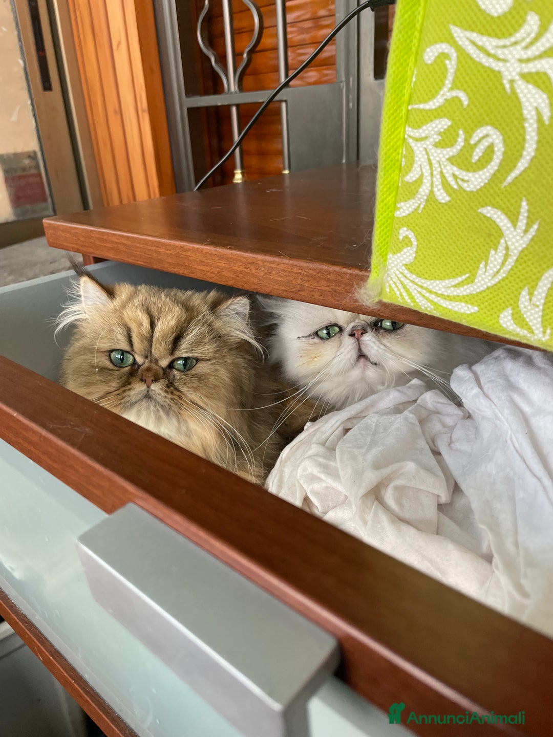 Persiano gatti in vendita: gatta persiana chinchilla adulta con pedigree - Annuncio 2