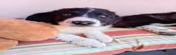 Meticcio cani in regalo: Pistacchio bellissimo cucciolo simil border collie a Città metropolitana di Milano - Annuncio 1
