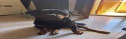 Rottweiler cani in vendita: Rottweiler Maschio Adulto con Pedigree a Provincia di Pavia - Annuncio 4