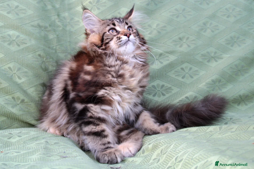 Immagine della galleria {{count}}