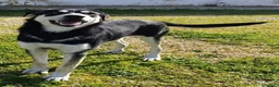 Meticcio cani in regalo: Kevin semplicemente meraviglioso - Annuncio 10