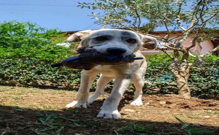 Altre razze cani a Provincia di Bergamo - Annuncio 7