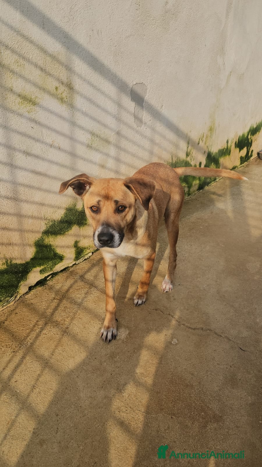 Meticcio cani Peppina: dolce mammina socievole  - Annuncio 28