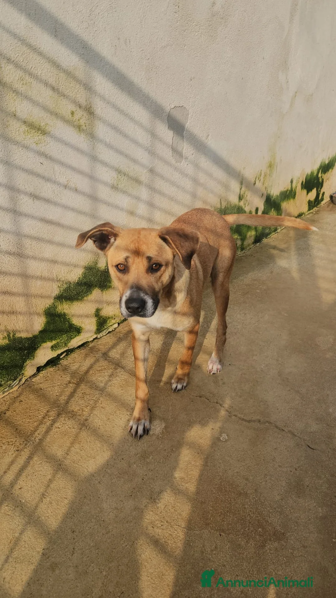 Meticcio cani in regalo: Peppina: dolce mammina socievole  - Annuncio 1