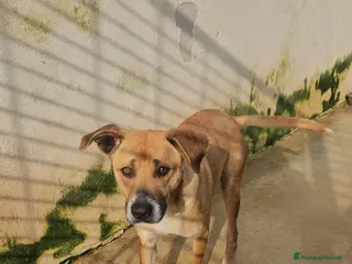 Meticcio cani Peppina: dolce mammina socievole - Annuncio 28