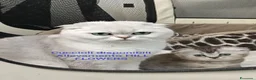 British gatti in vendita: Bellissimi Scottish Straight e Fold - Annuncio 4