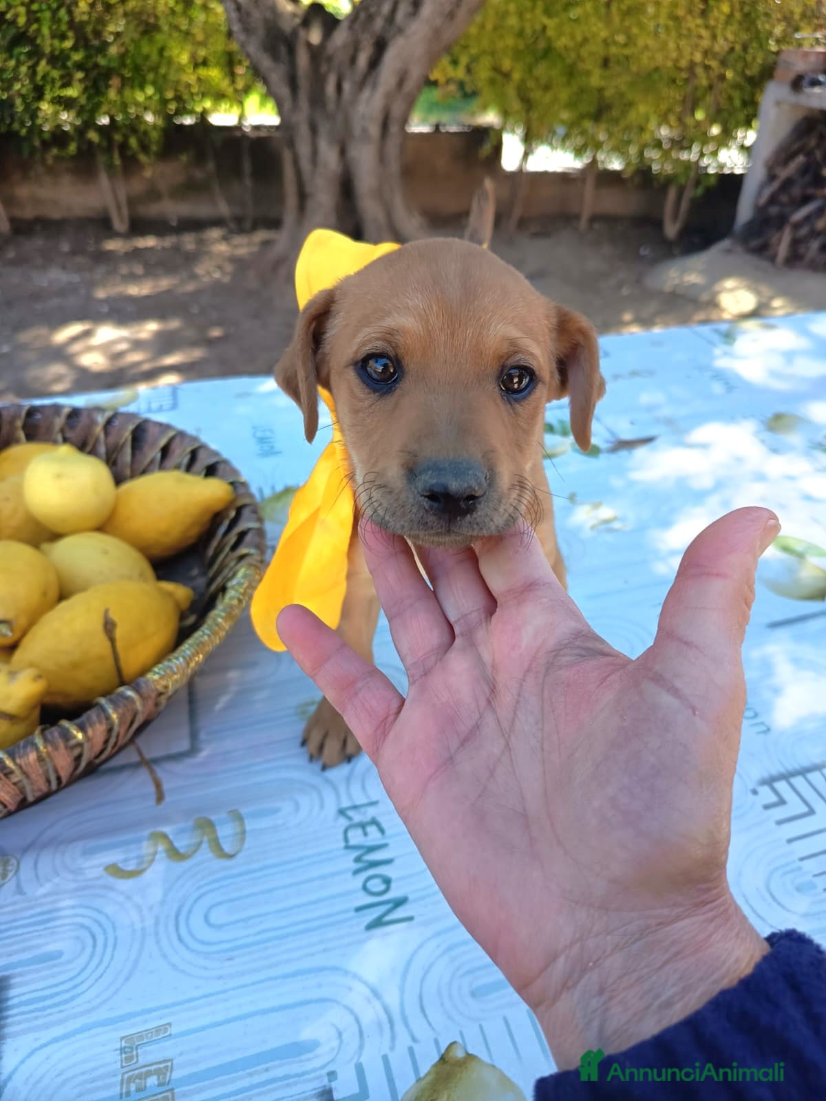 Meticcio cani TAGLIE PICCOLE CERCANO CASA  - Annuncio 3