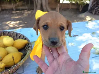 Meticcio cani TAGLIE PICCOLE CERCANO CASA - Annuncio 1