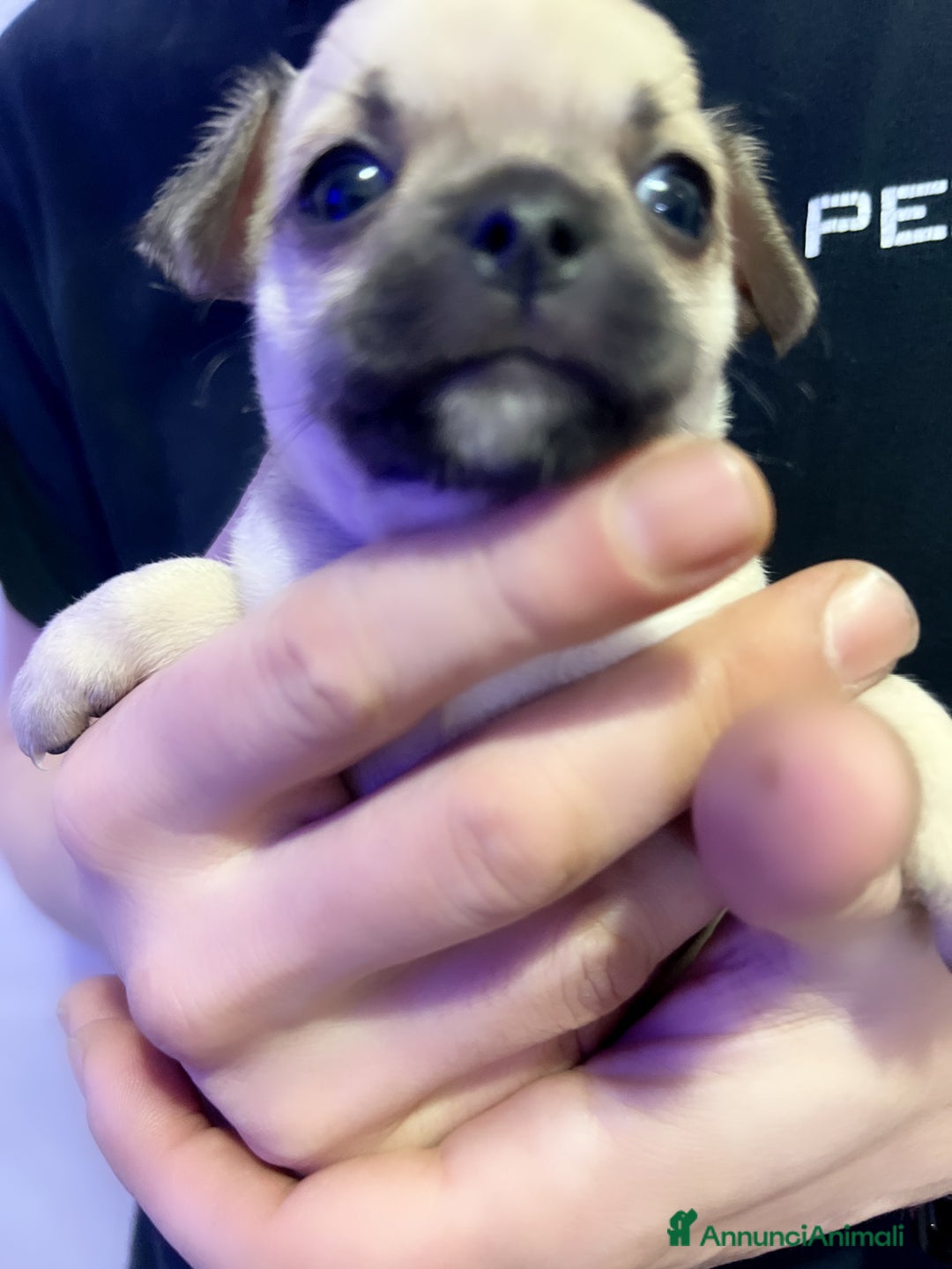 Chihuahua cani in vendita: Chihuahua  - Annuncio 13