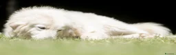 Meticcio cani in regalo: YELLOW MERITA UNA VITA VERA, NON LO CREDI ANCHE TU - Annuncio 3
