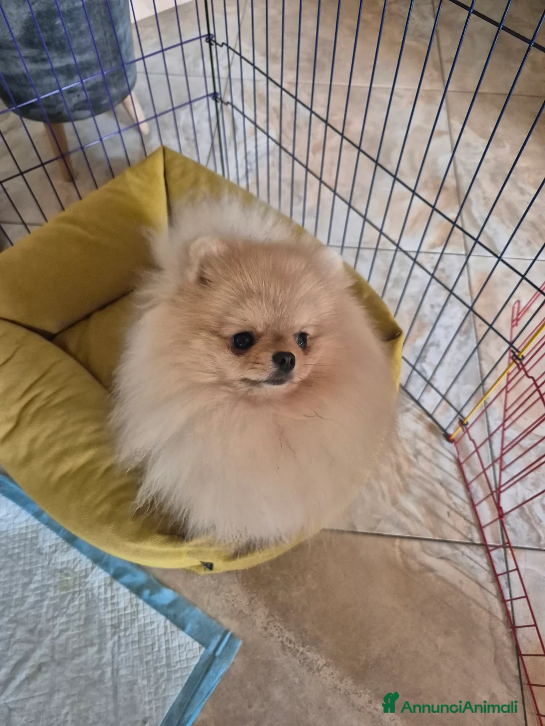 Spitz cani per accoppiamento: Spitz pomerania maschio per monta - Annuncio 2