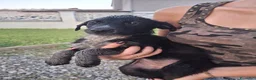 Meticcio cani in regalo: CORNELIA 🩷 pronta a riempire la vita di coccole a Provincia di Lodi - Annuncio 5