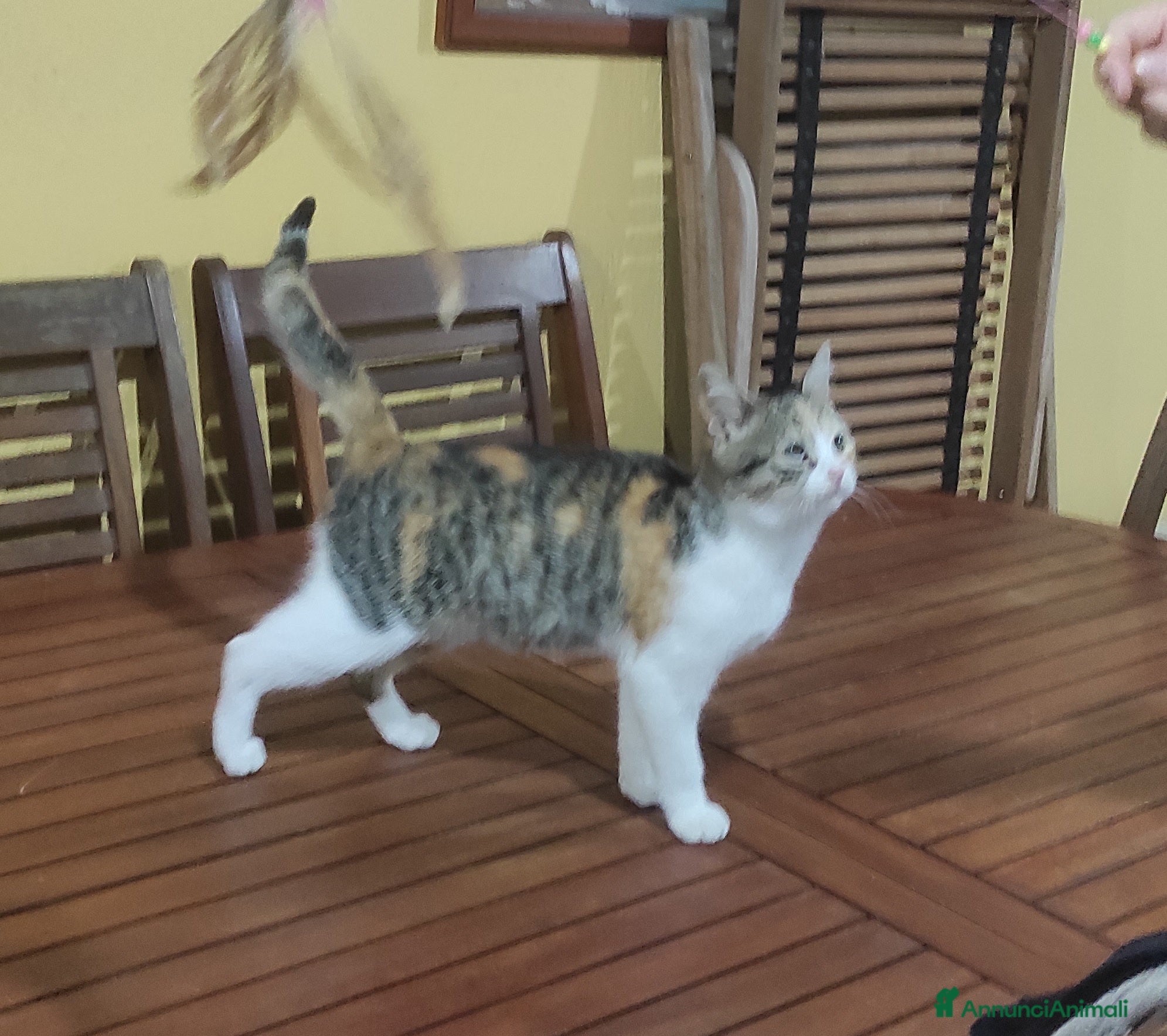 Europeo gatti Gattina cerca casa - Annuncio 25