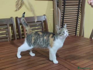 Europeo gatti Gattina cerca casa - Annuncio 2