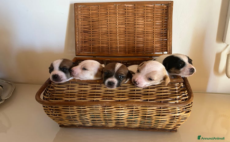 Jack Russell cani a Città metropolitana di Catania - Annuncio 17