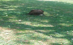 Lagotto cani in vendita: Lagotto romagnolo  a Provincia dell'Aquila - Immagine 5