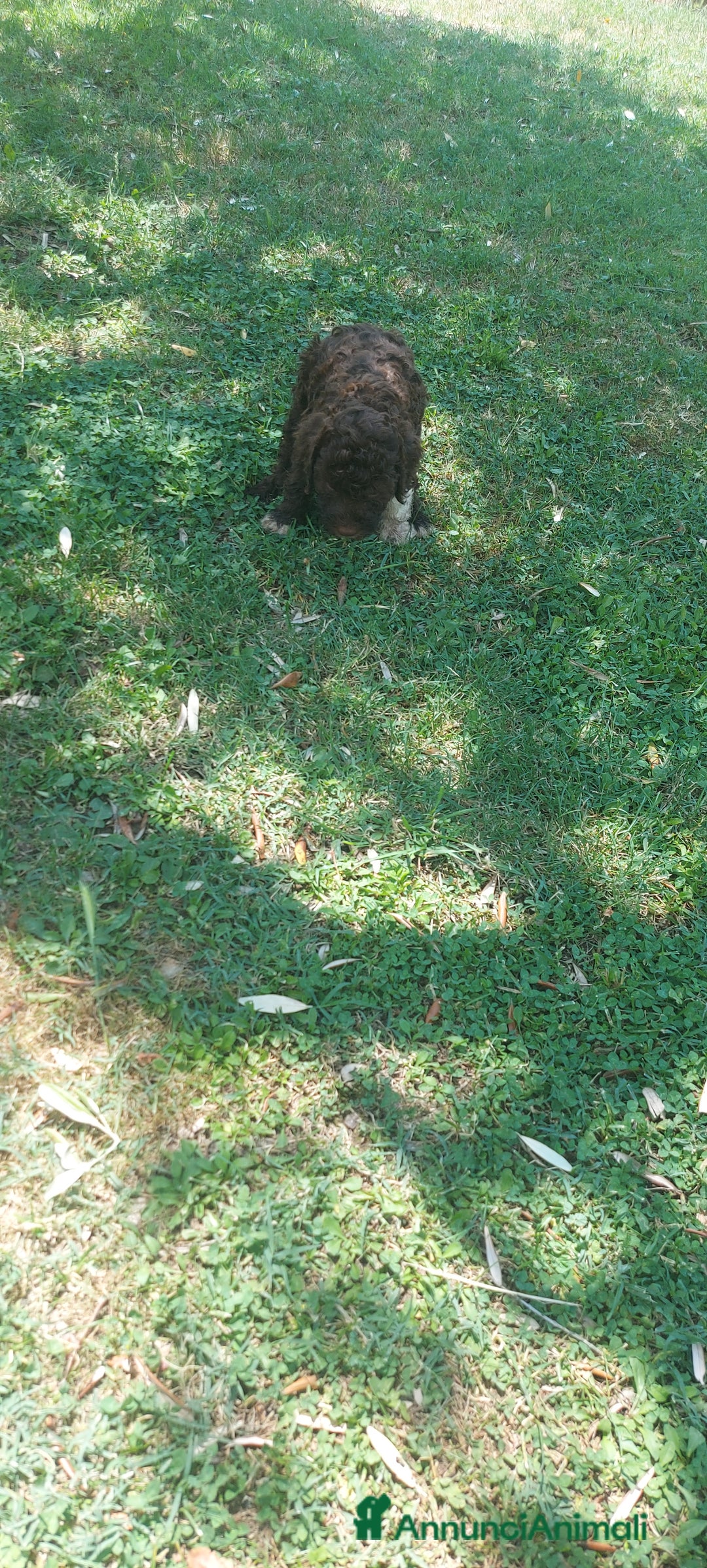 Lagotto cani in vendita: Lagotto romagnolo  a Provincia dell'Aquila - Immagine 5