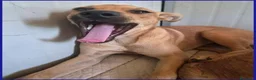 Meticcio cani in regalo: Dolce BUCCUNOTTO sogna una famiglia - Annuncio 5