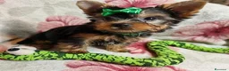 Meticcio cani in vendita: ✨Splendidi Yorkshire Terrier✨ - Annuncio 33