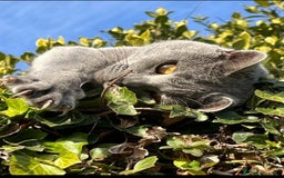 Certosino gatti in vendita: STALLONO GATTO CERTOSINO X MONTA - Immagine 3