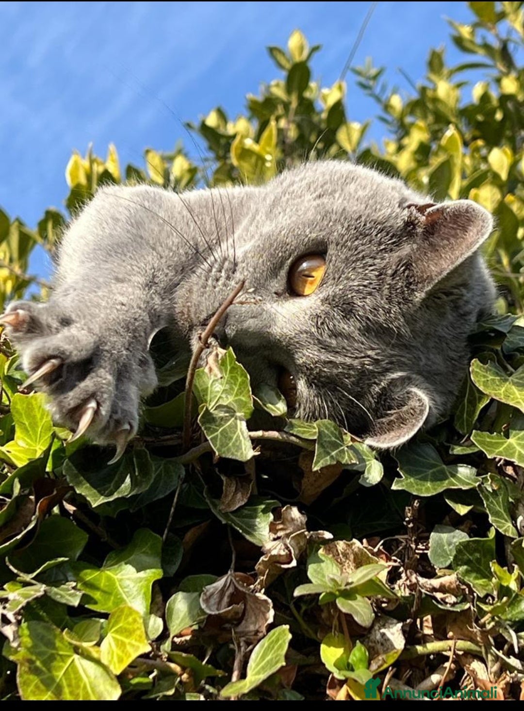 Certosino gatti in vendita: STALLONO GATTO CERTOSINO X MONTA - Immagine 3