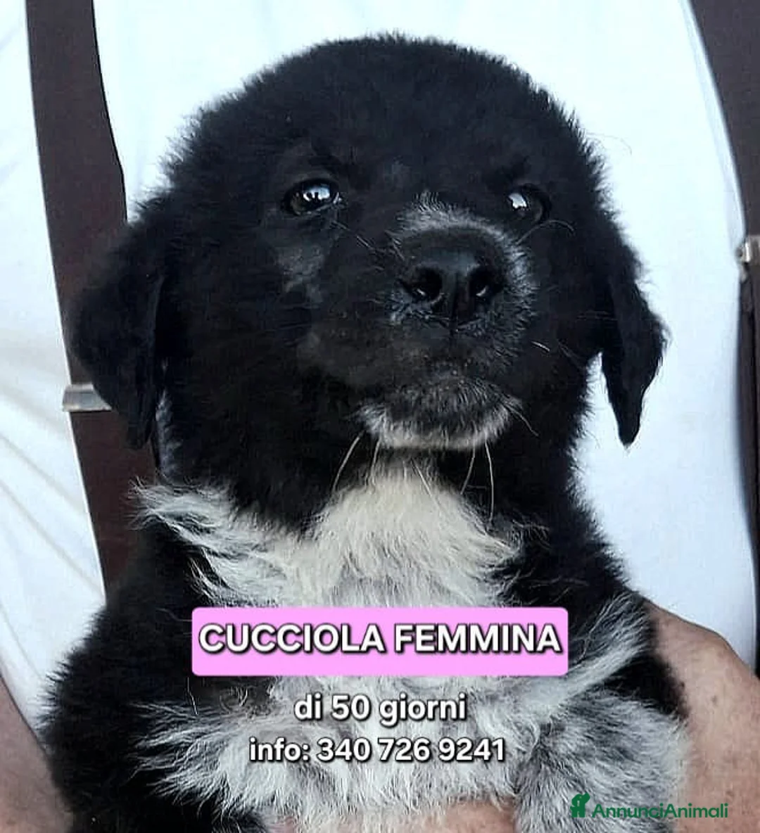 Meticcio cani in regalo: CORNELIA 🩷 pronta a conquistare cuori a Provincia di Vicenza - Annuncio 1
