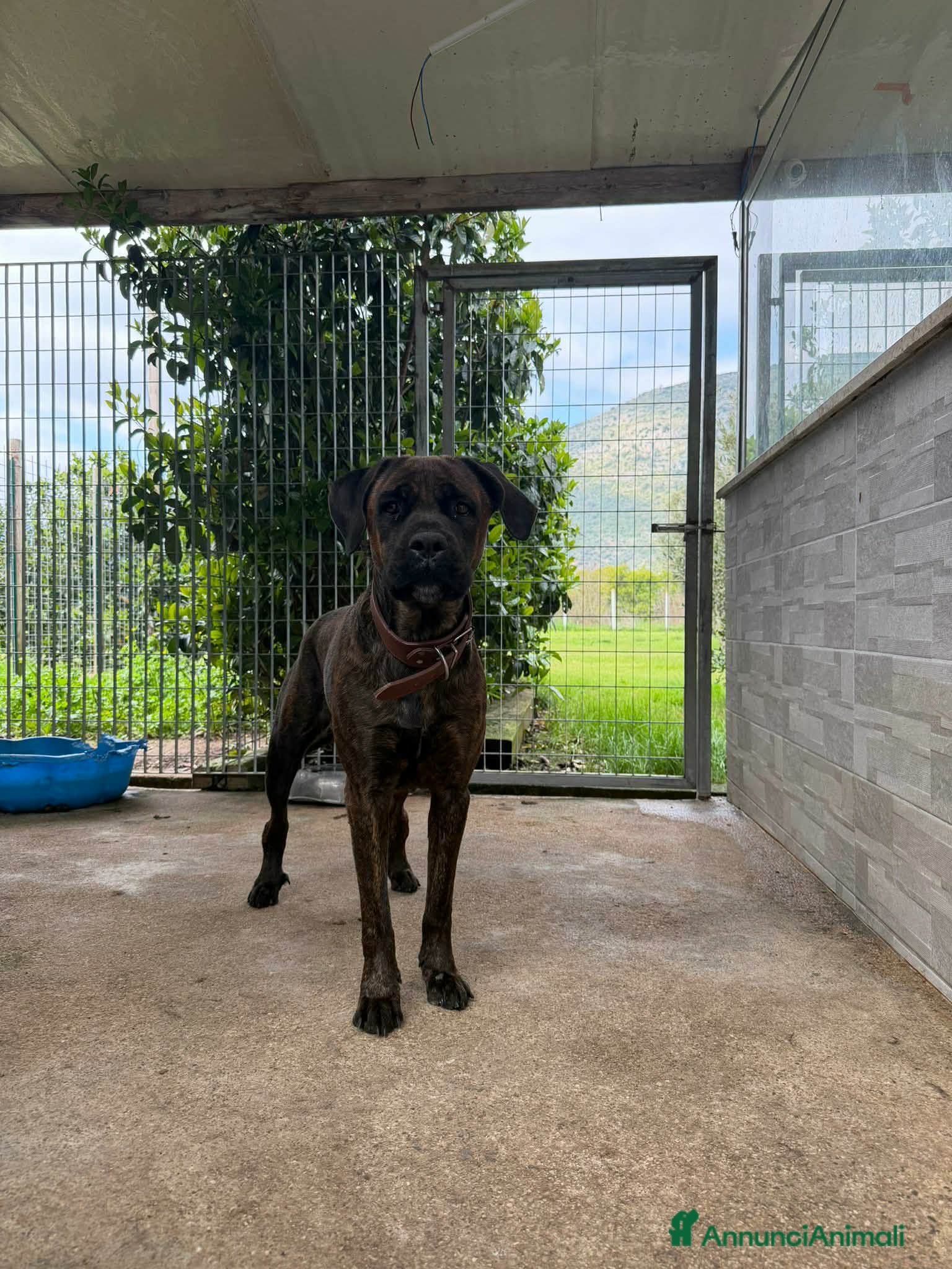 Cane Corso cani Cagnolina corso - Annuncio 3