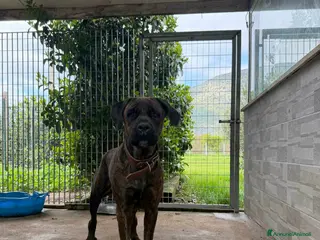 Cane Corso cani Cagnolina corso - Annuncio 3