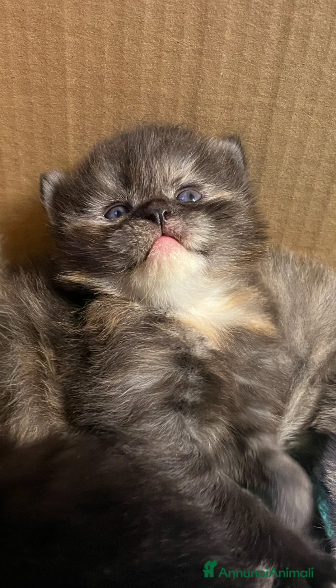 Siberiano gatti in vendita: Gattini siberiani  - Annuncio 9