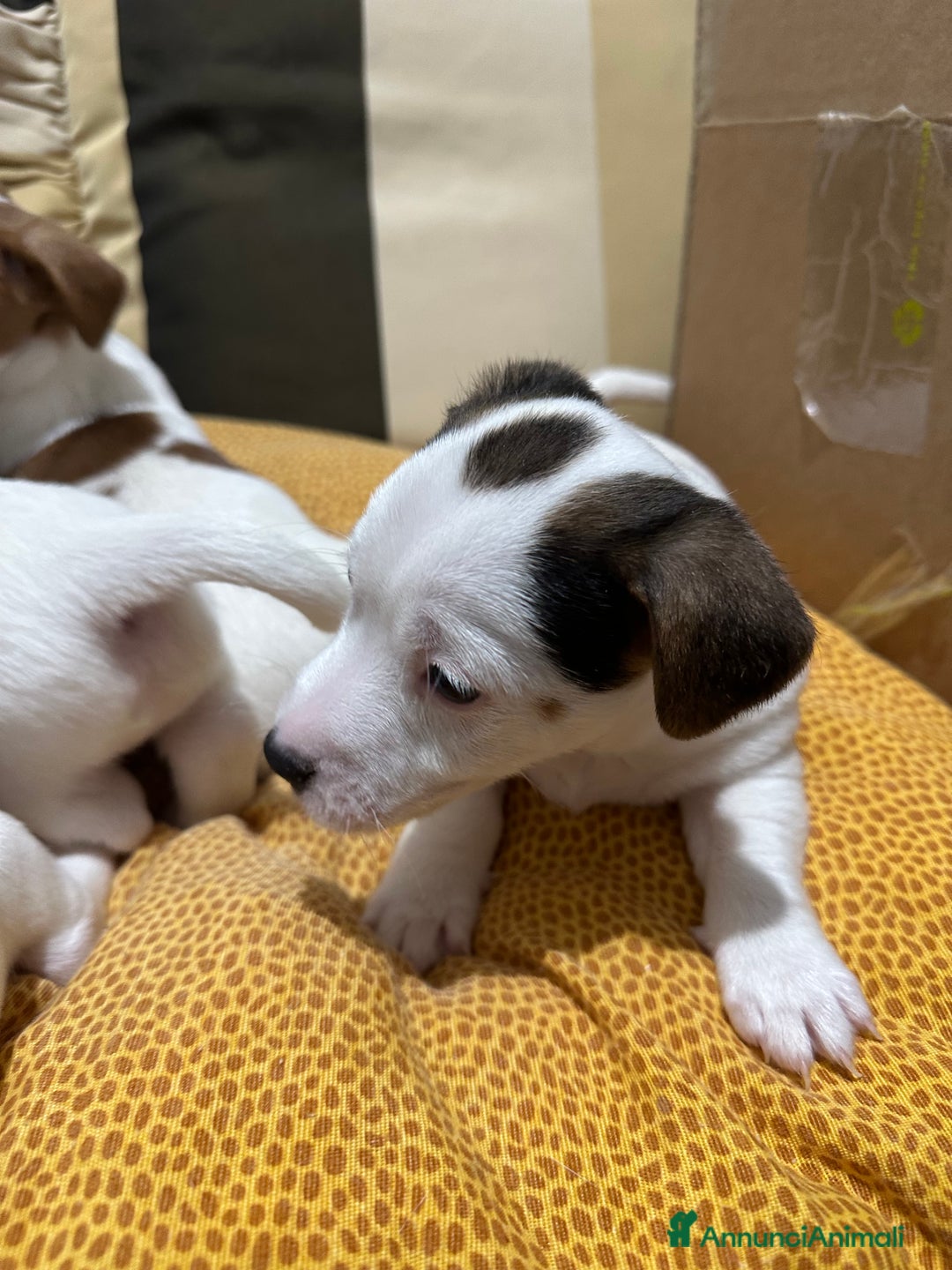 Jack Russell cani in vendita: Jack Russel Terrier di Razza Neri, tricolori  - Annuncio 7