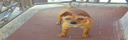 Meticcio cani in regalo: GIULIETTA TAGLIA PICCOLA  a Provincia di Varese - Annuncio 1