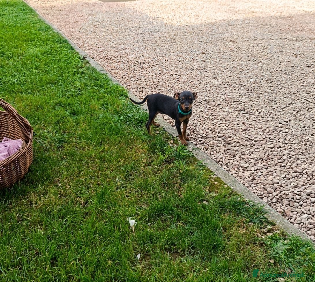 Pinscher Miniatura cani Cuccioli di pinscher nano - Annuncio 1