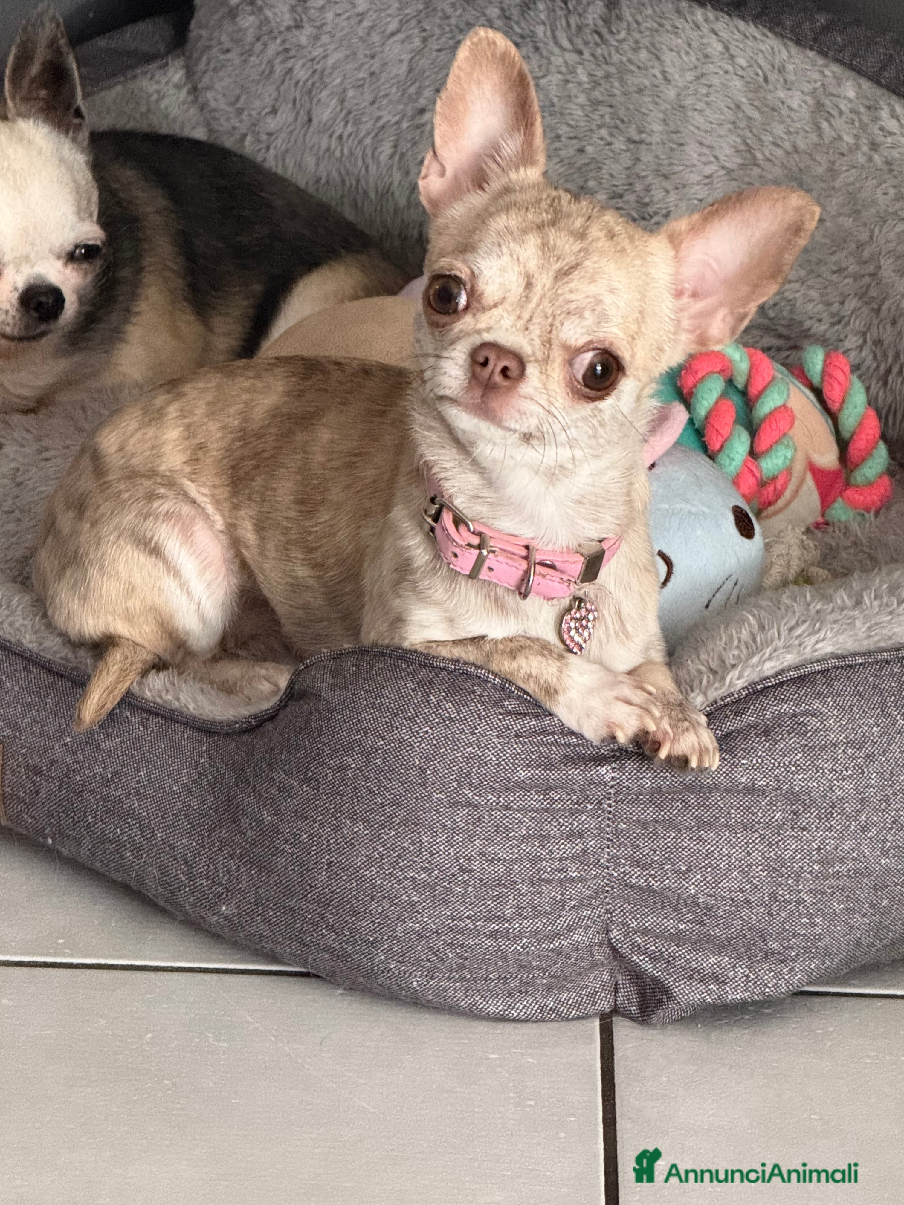 Chihuahua cani Cuccioli di chihuahua - Annuncio 2