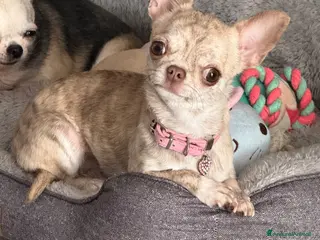 Chihuahua cani Cuccioli di chihuahua - Annuncio 2