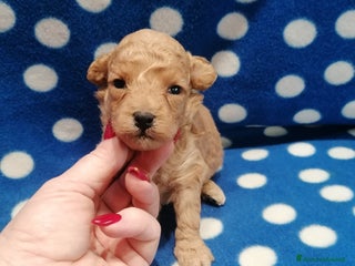 Barboncino cani Barboncino nano cucciolo maschio - Annuncio 1