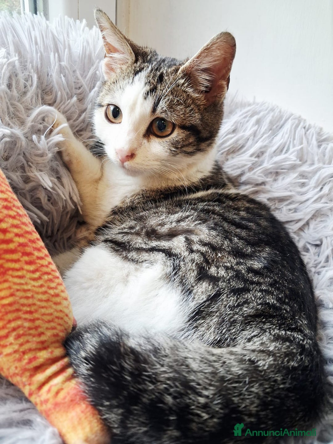 Europeo gatti in regalo: Paoletto 3 mesi di dolcezza  - Annuncio 3