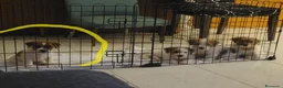 Jack Russell cani in vendita: Cucciolo maschio a Città metropolitana di Roma Capitale - Annuncio 2
