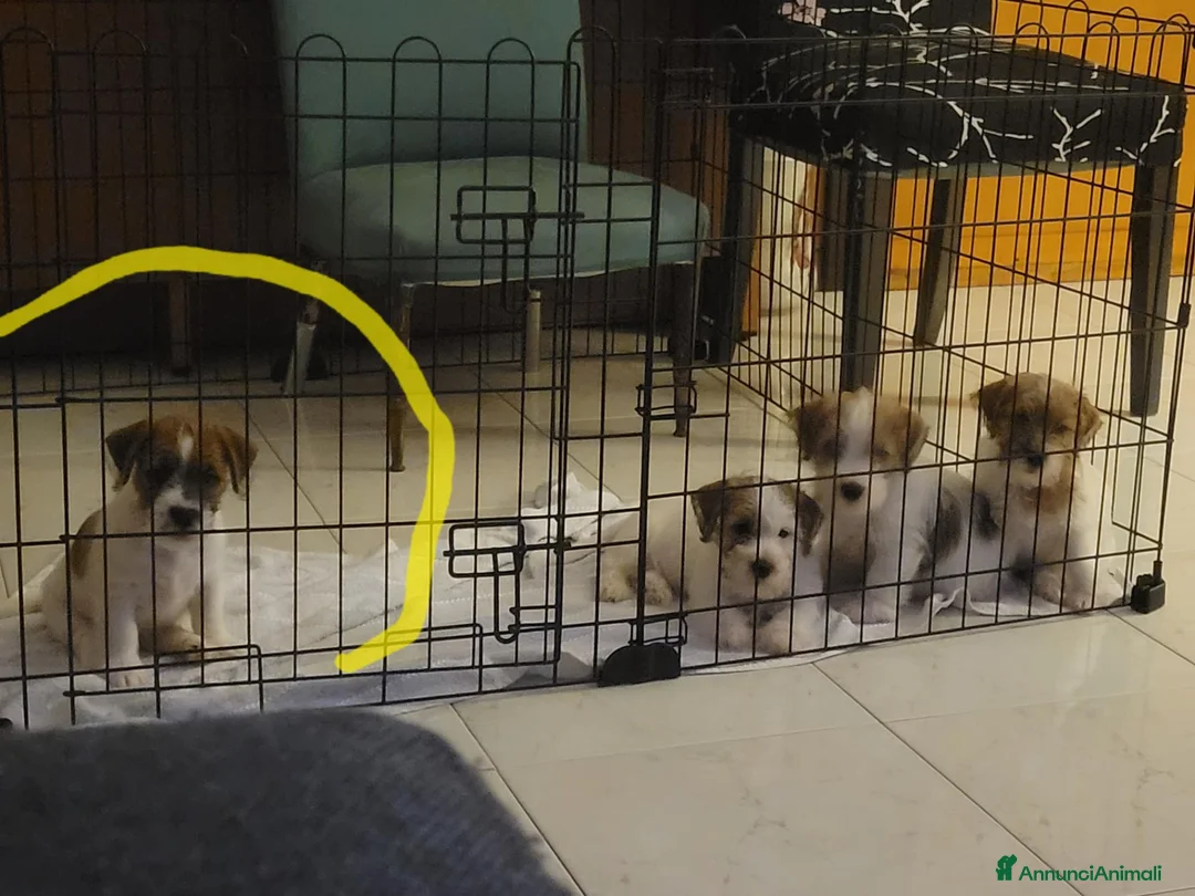 Jack Russell cani in vendita: Cucciolo maschio a Città metropolitana di Roma Capitale - Annuncio 2