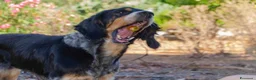 Meticcio cani in regalo: 𝗙𝗥𝗘𝗬𝗔, simil setter a Provincia di Lecce - Annuncio 13